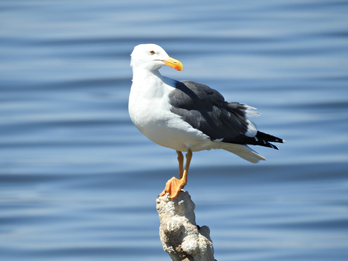 Yellow-footed Gull - ML314219511