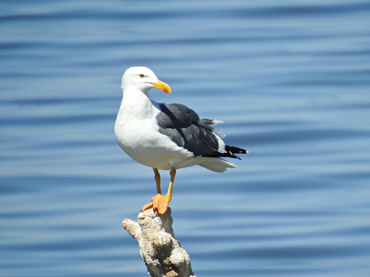 Yellow-footed Gull - ML314219521