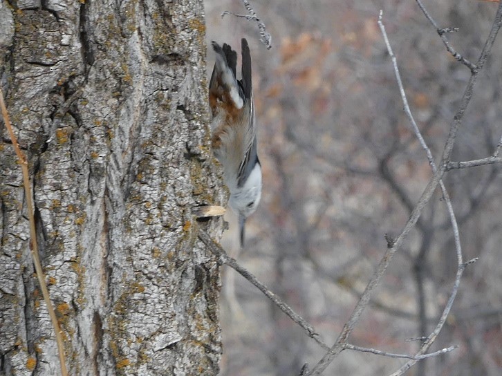 White-breasted Nuthatch - ML314222541