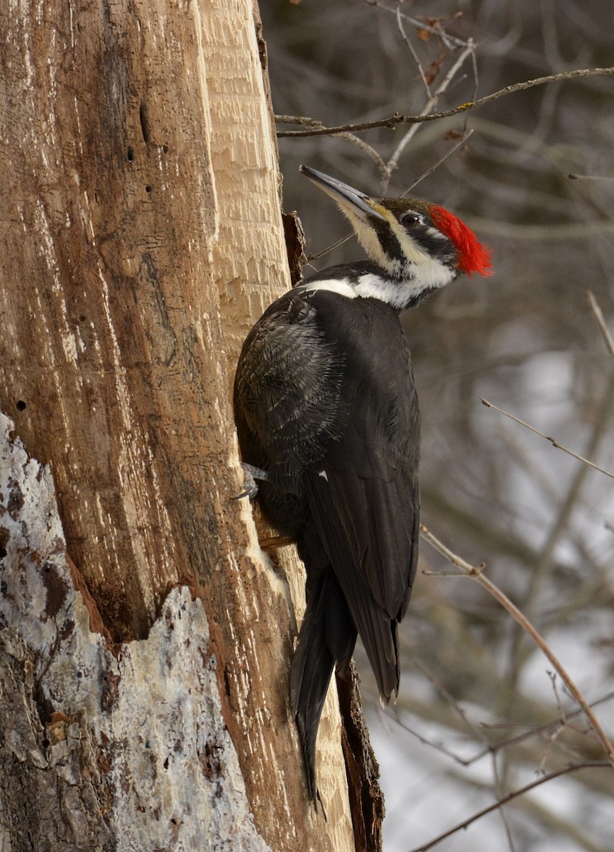 Pileated Woodpecker - ML314222651