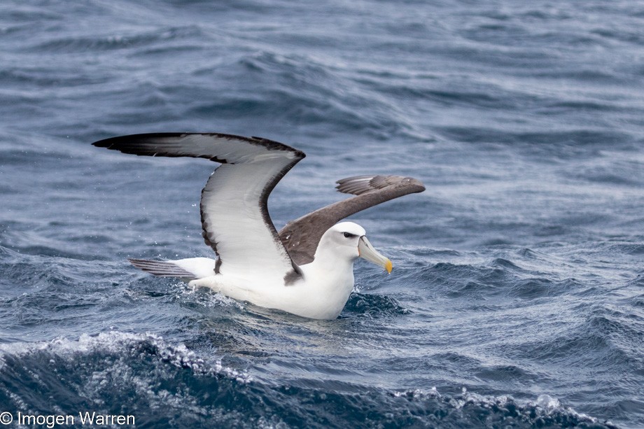White-capped Albatross (steadi) - ML314225601