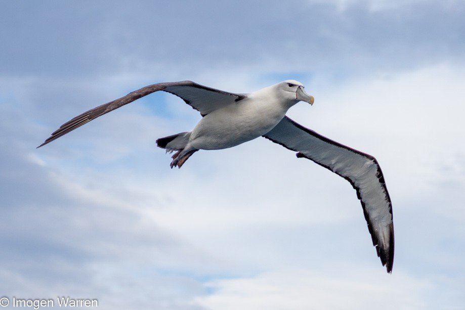 White-capped Albatross (steadi) - ML314225641