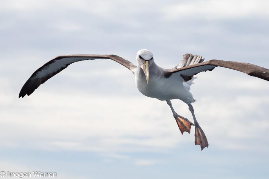 Salvin's Albatross - Imogen Warren