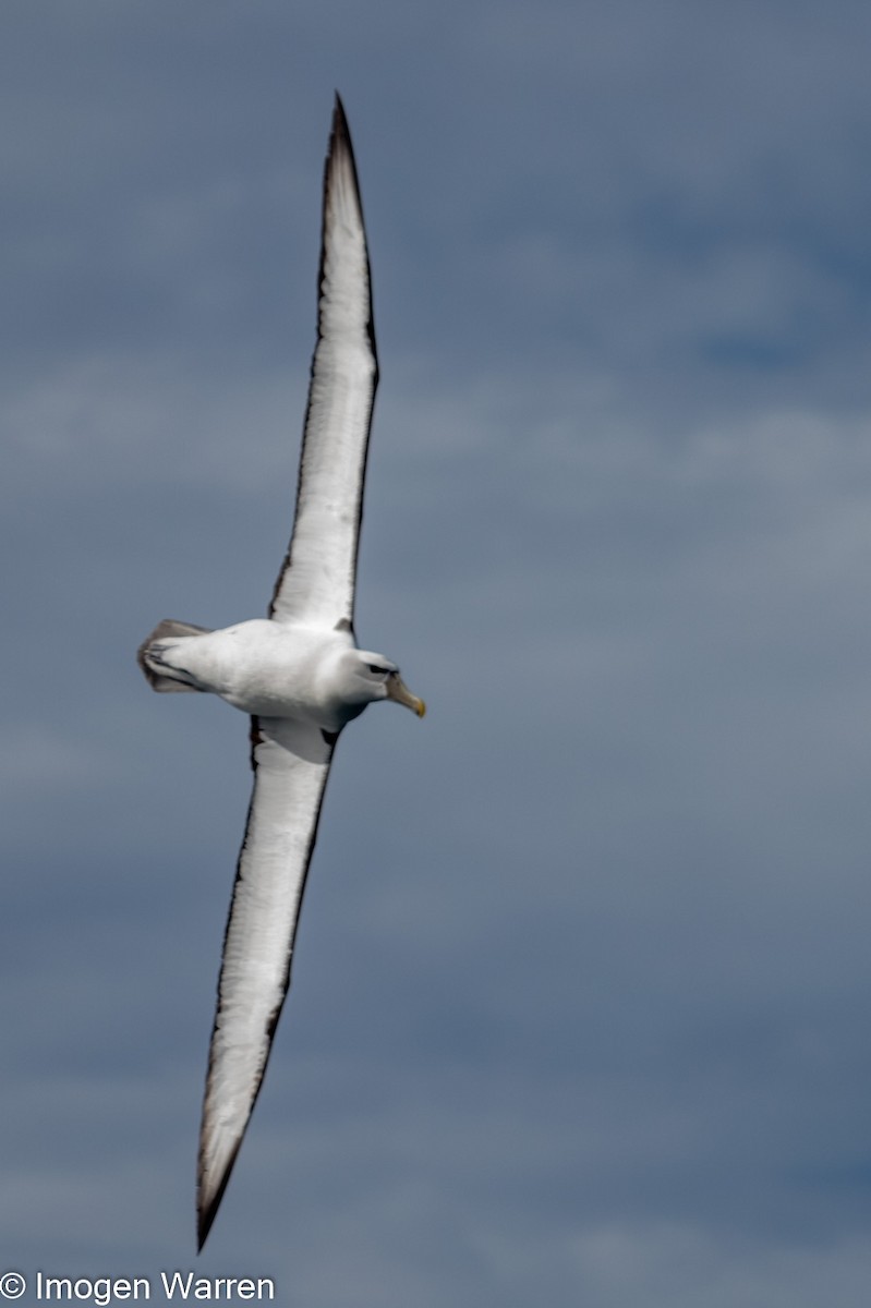 Salvin's Albatross - Imogen Warren