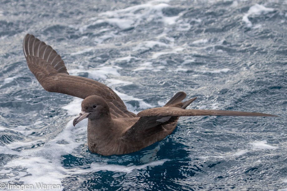 Flesh-footed Shearwater - ML314226411