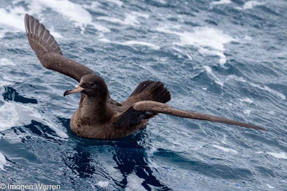 Flesh-footed Shearwater - ML314226521