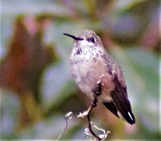 Calliope Hummingbird - ML314231401