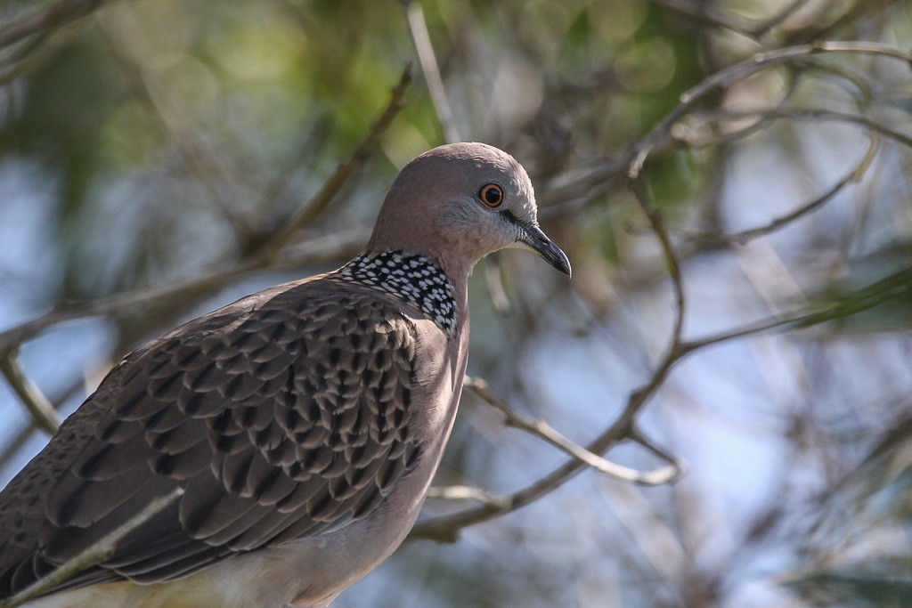 Spotted Dove - ML31423701