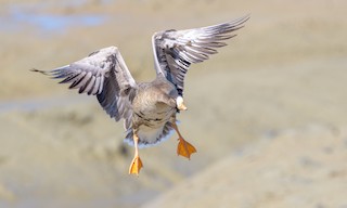 Greater White-fronted Goose, ML314238311