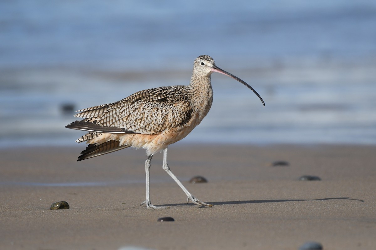 Long-billed Curlew - ML314241231