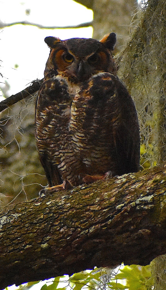 Great Horned Owl - ML314250721