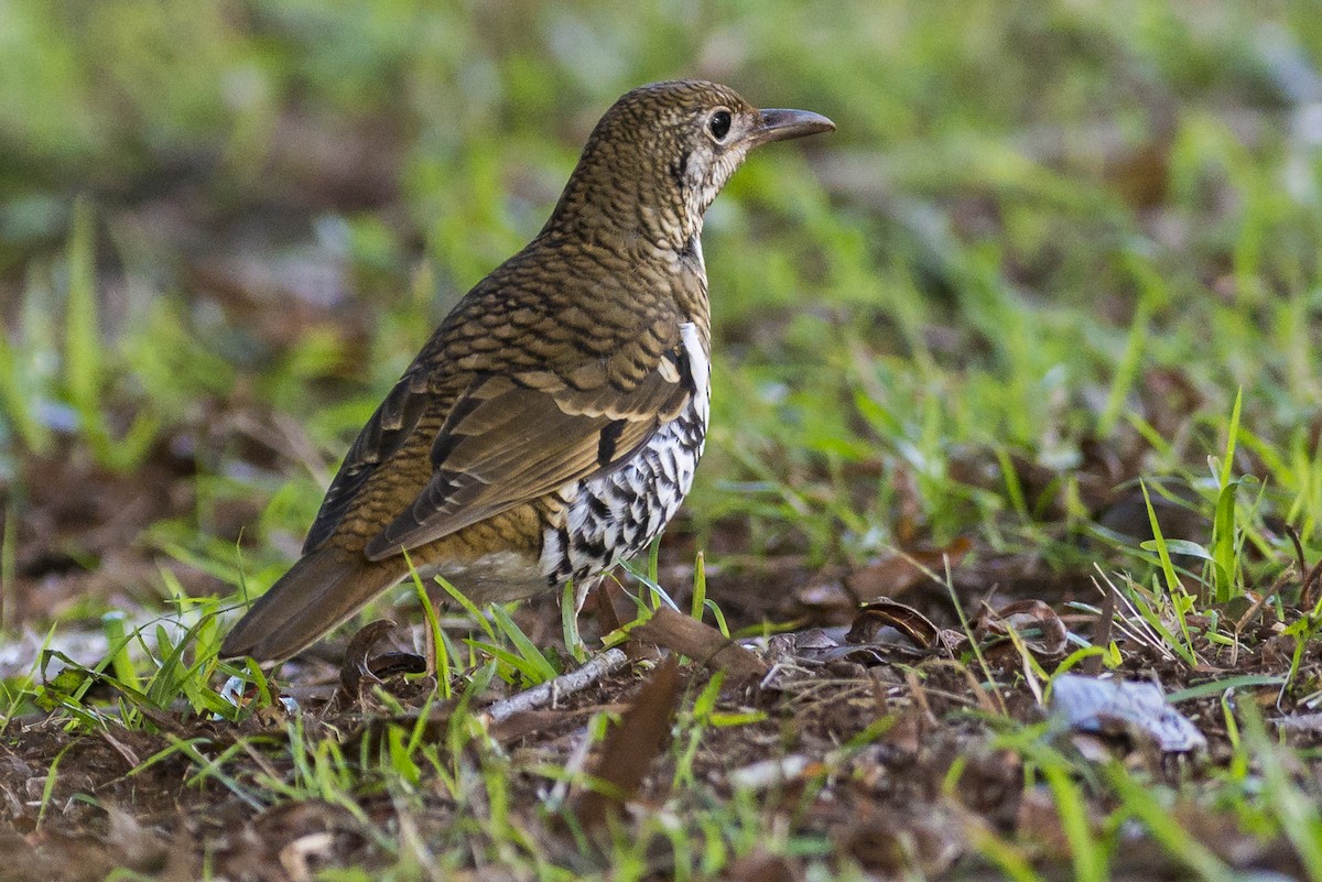 Russet-tailed Thrush - Peter Taylor