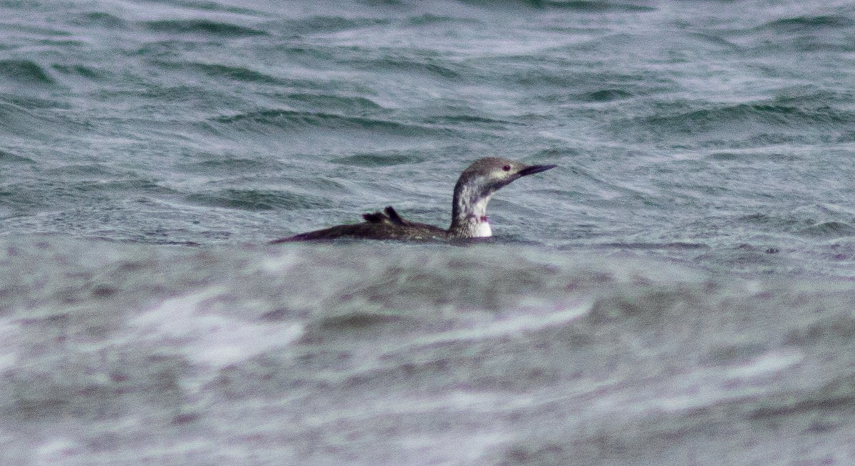 Red-throated Loon - ML314254551