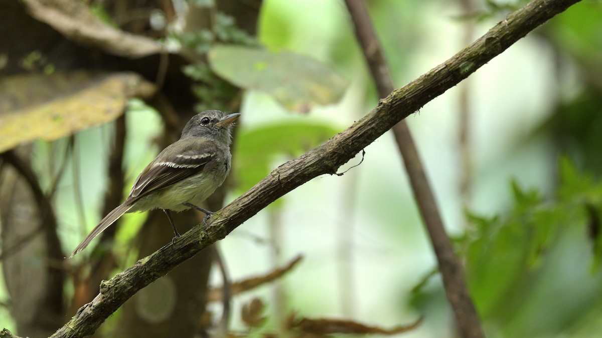 Gray-breasted Flycatcher - ML314258591