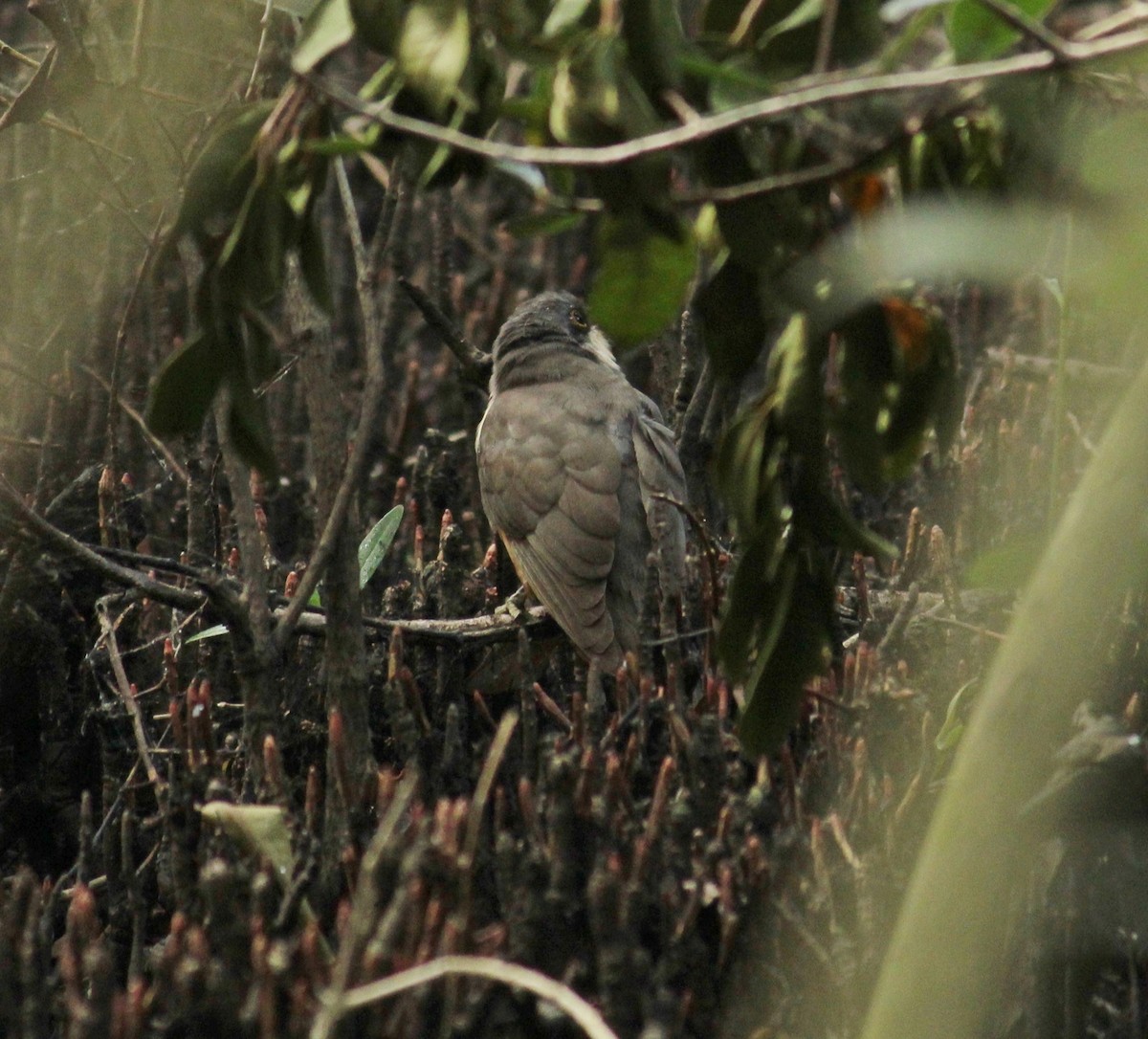 Mangrove Cuckoo - Adrian Ciprés