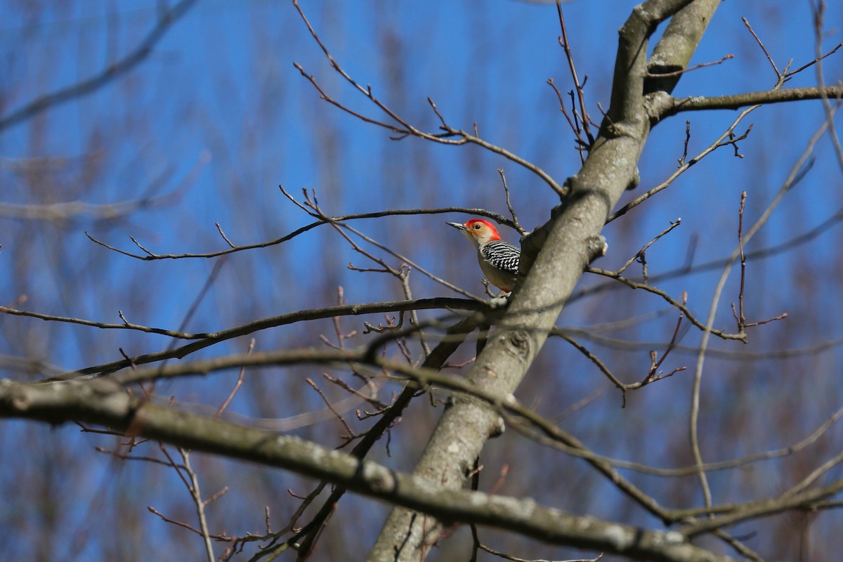 Red-bellied Woodpecker - ML314275291