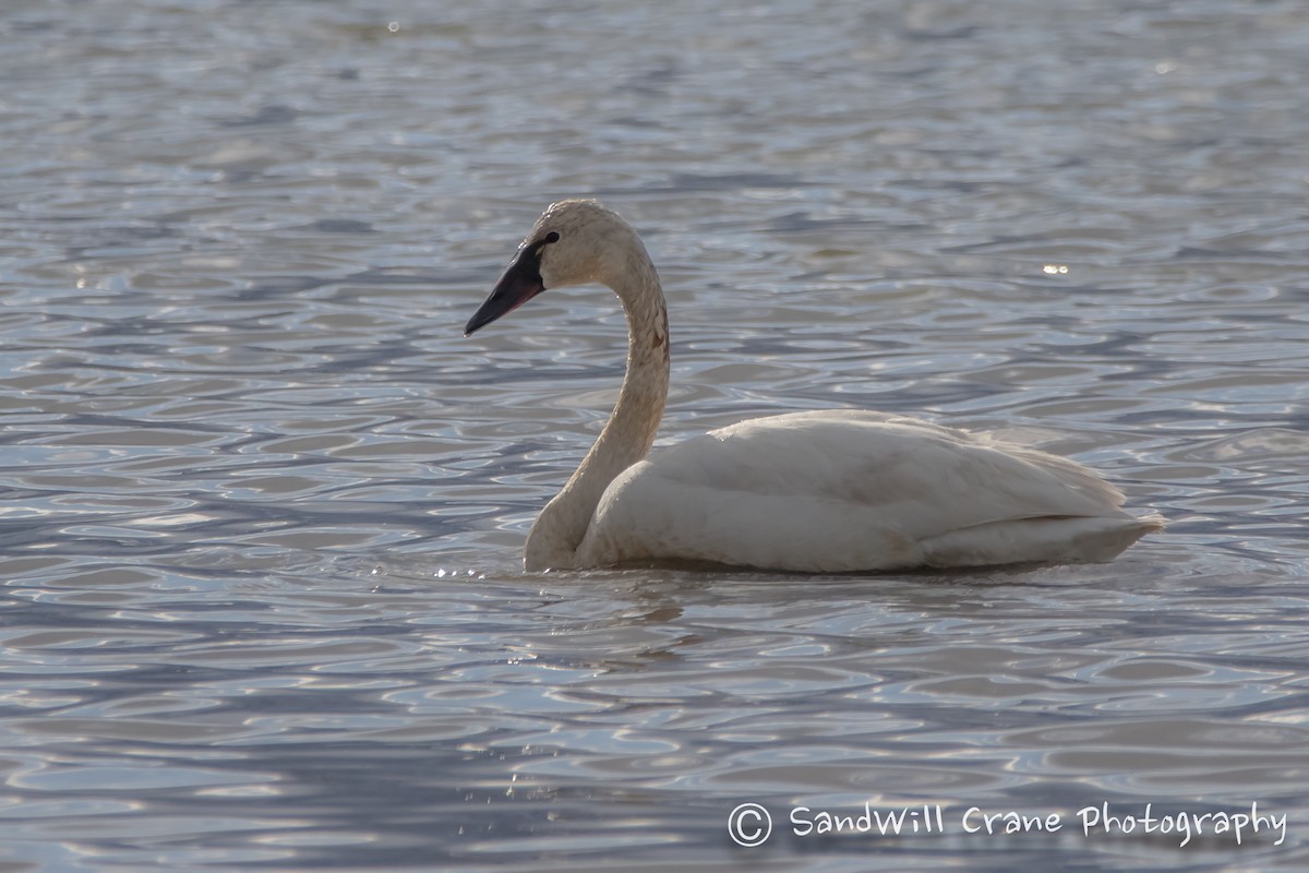 Tundra Swan - Will Sebern