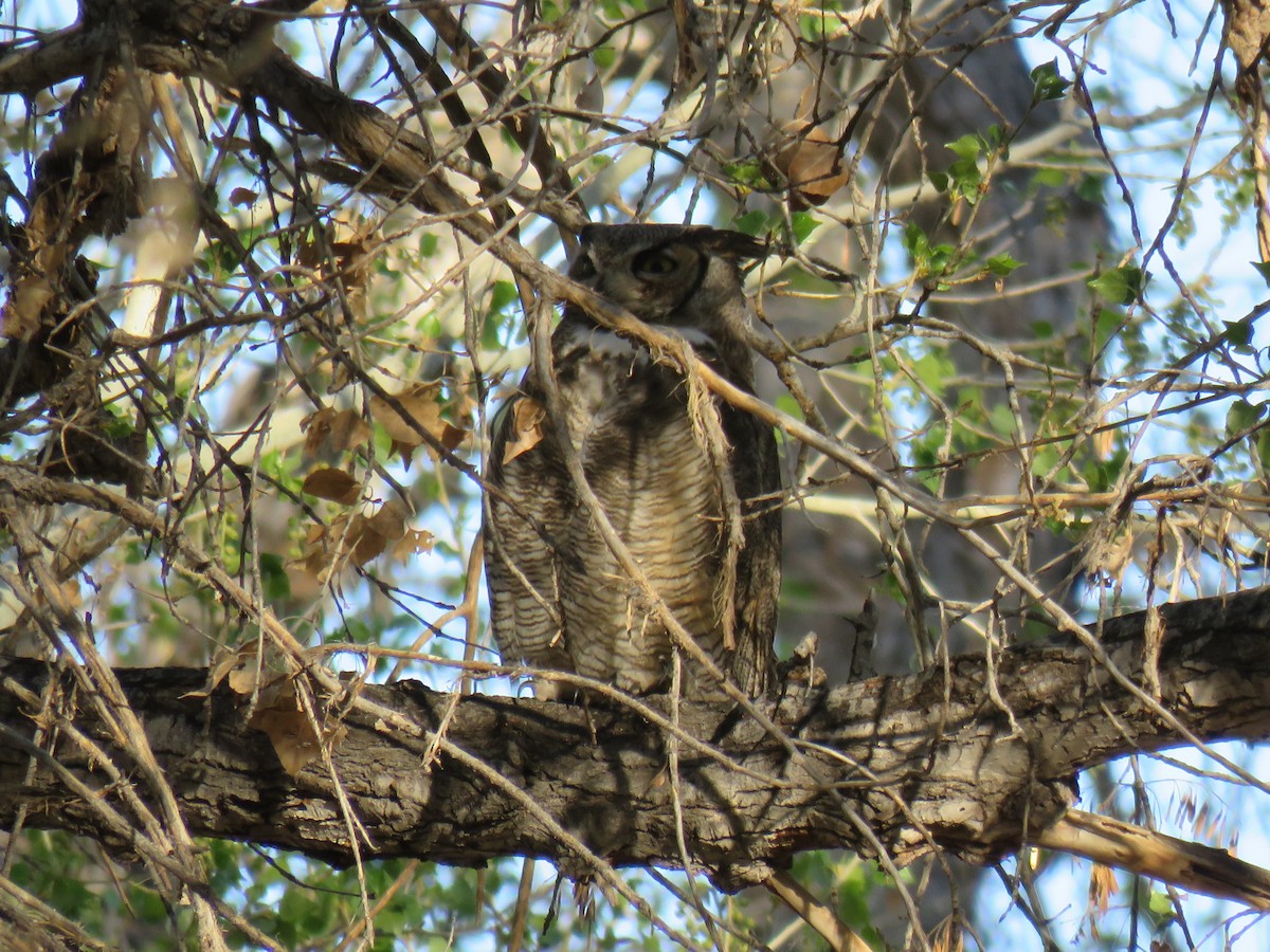 Great Horned Owl - ML314279441