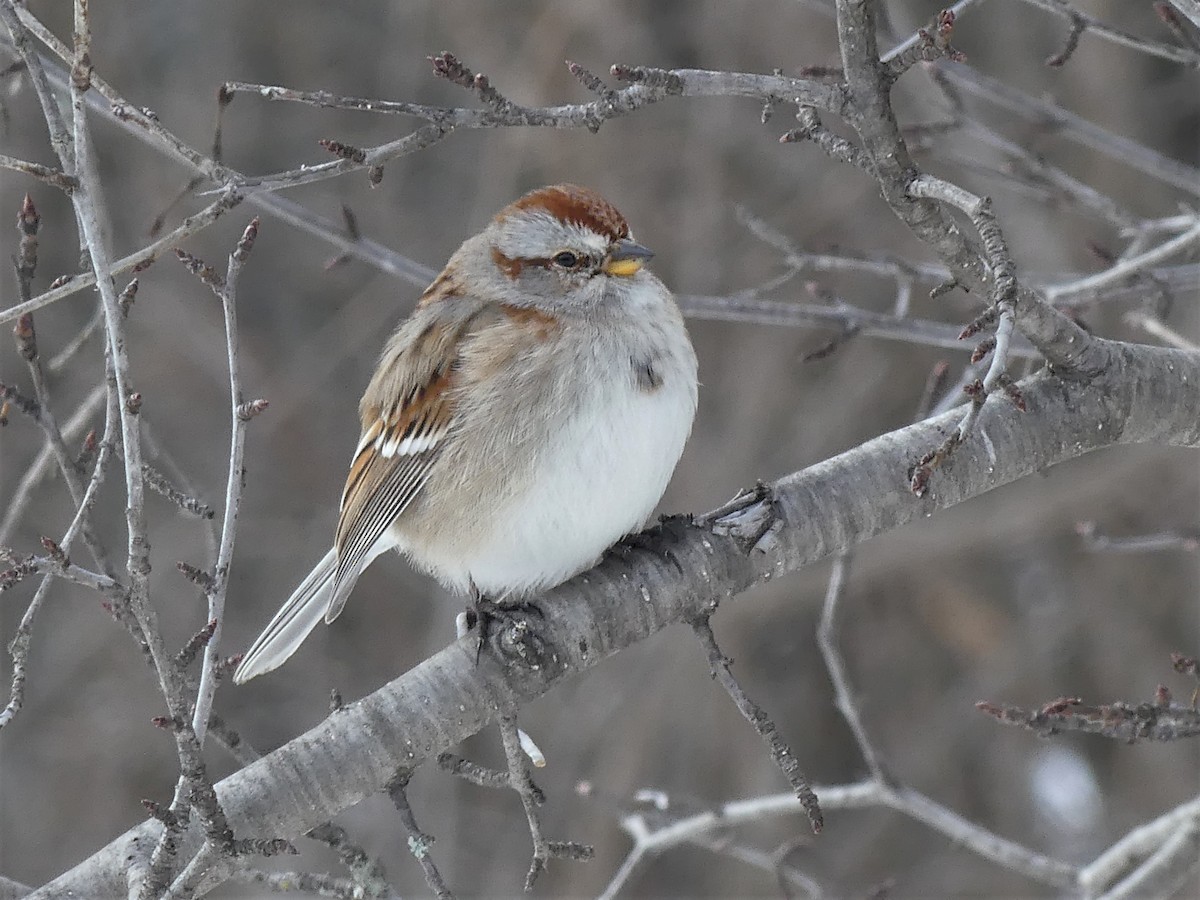 American Tree Sparrow - ML314282361