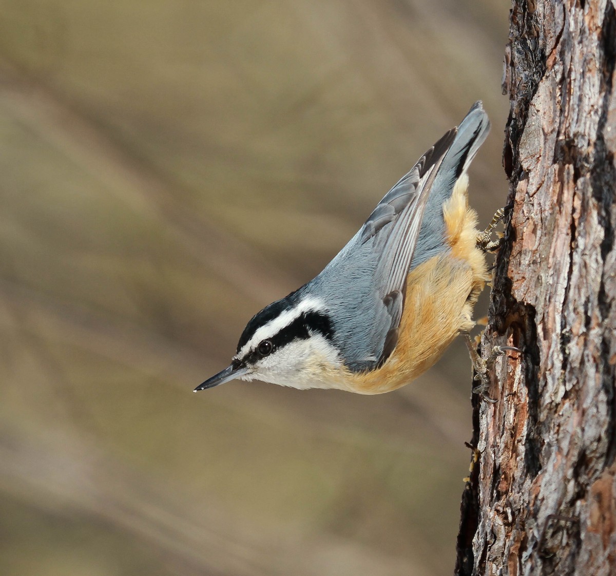Red-breasted Nuthatch - Skye Haas