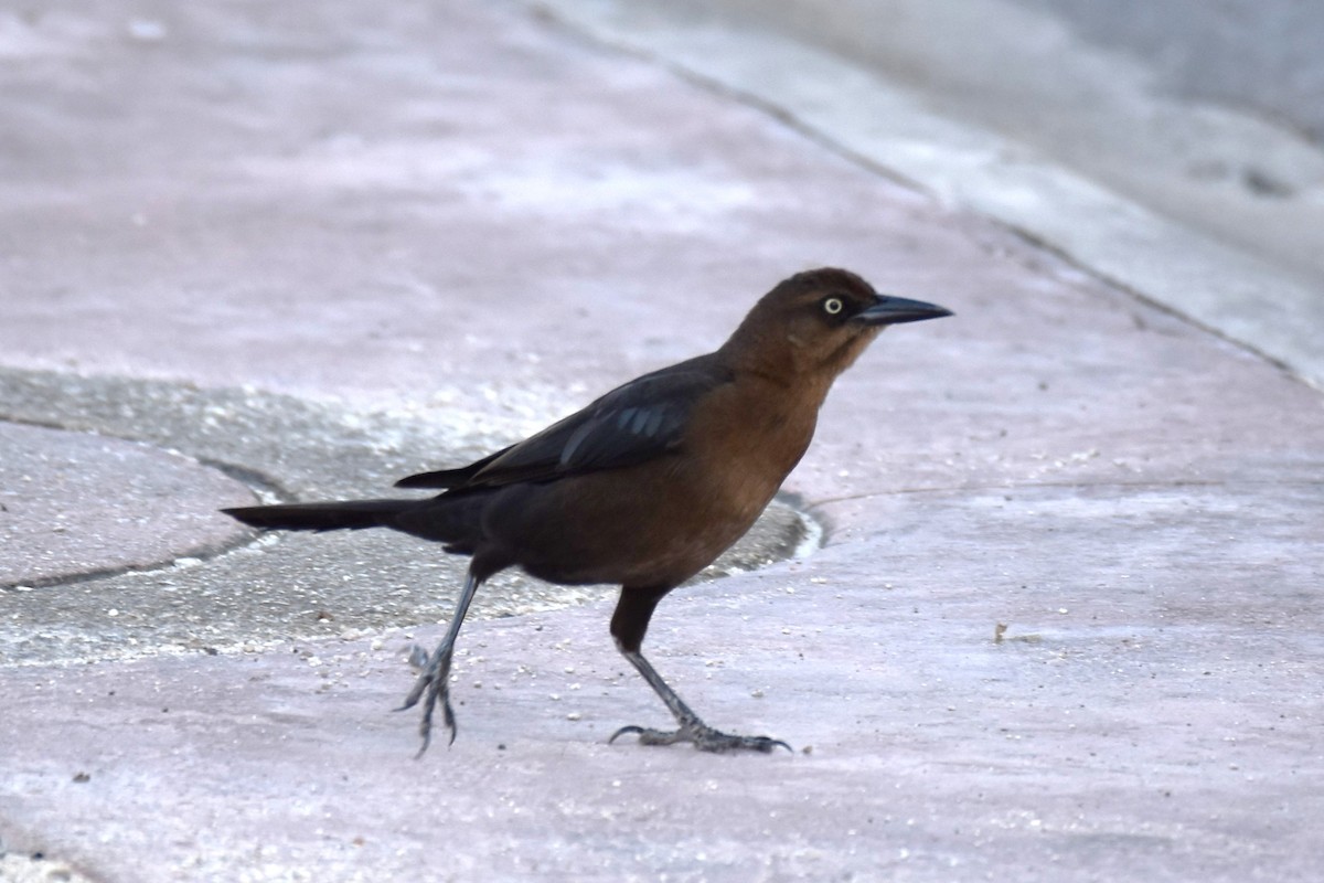 Great-tailed Grackle - ML314287461