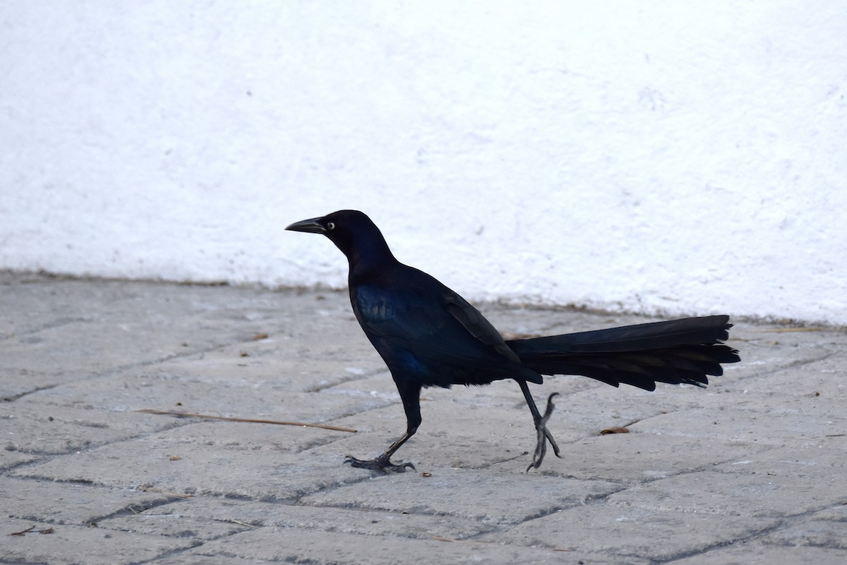 Great-tailed Grackle - ML314287471