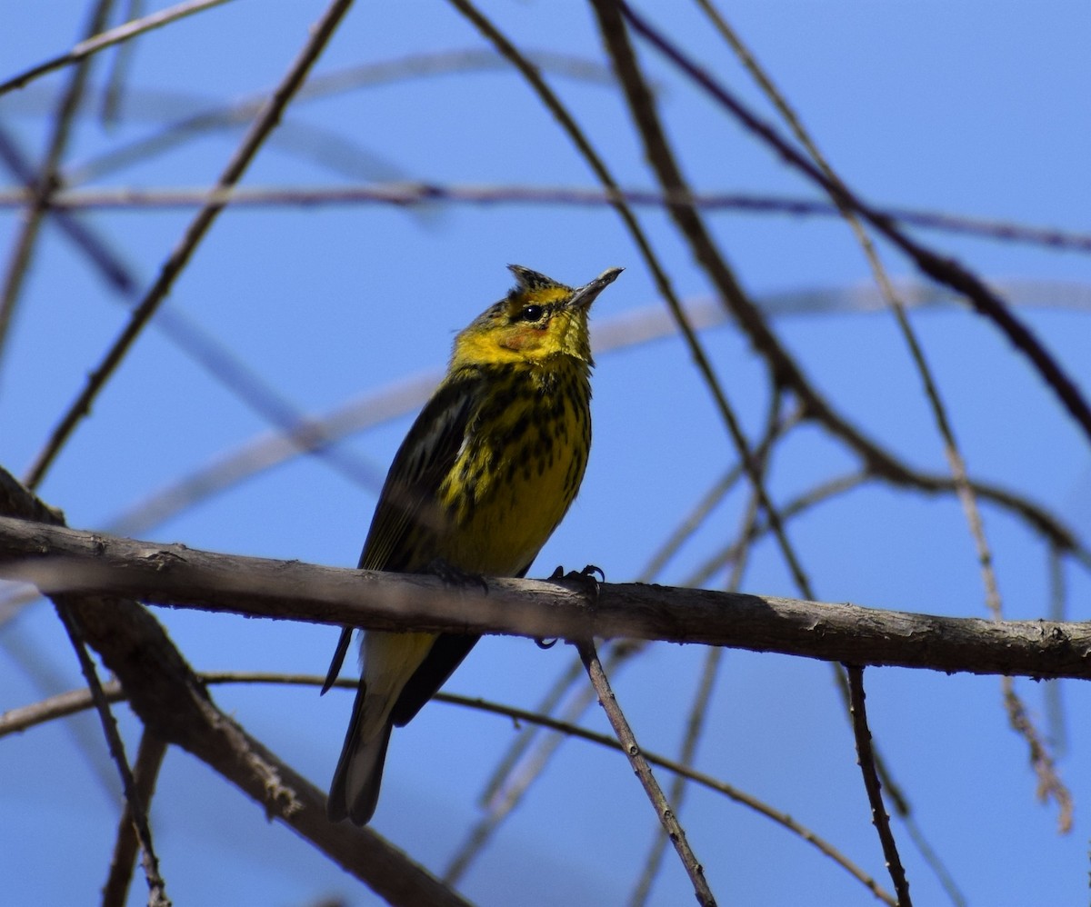 Cape May Warbler - ML314287501