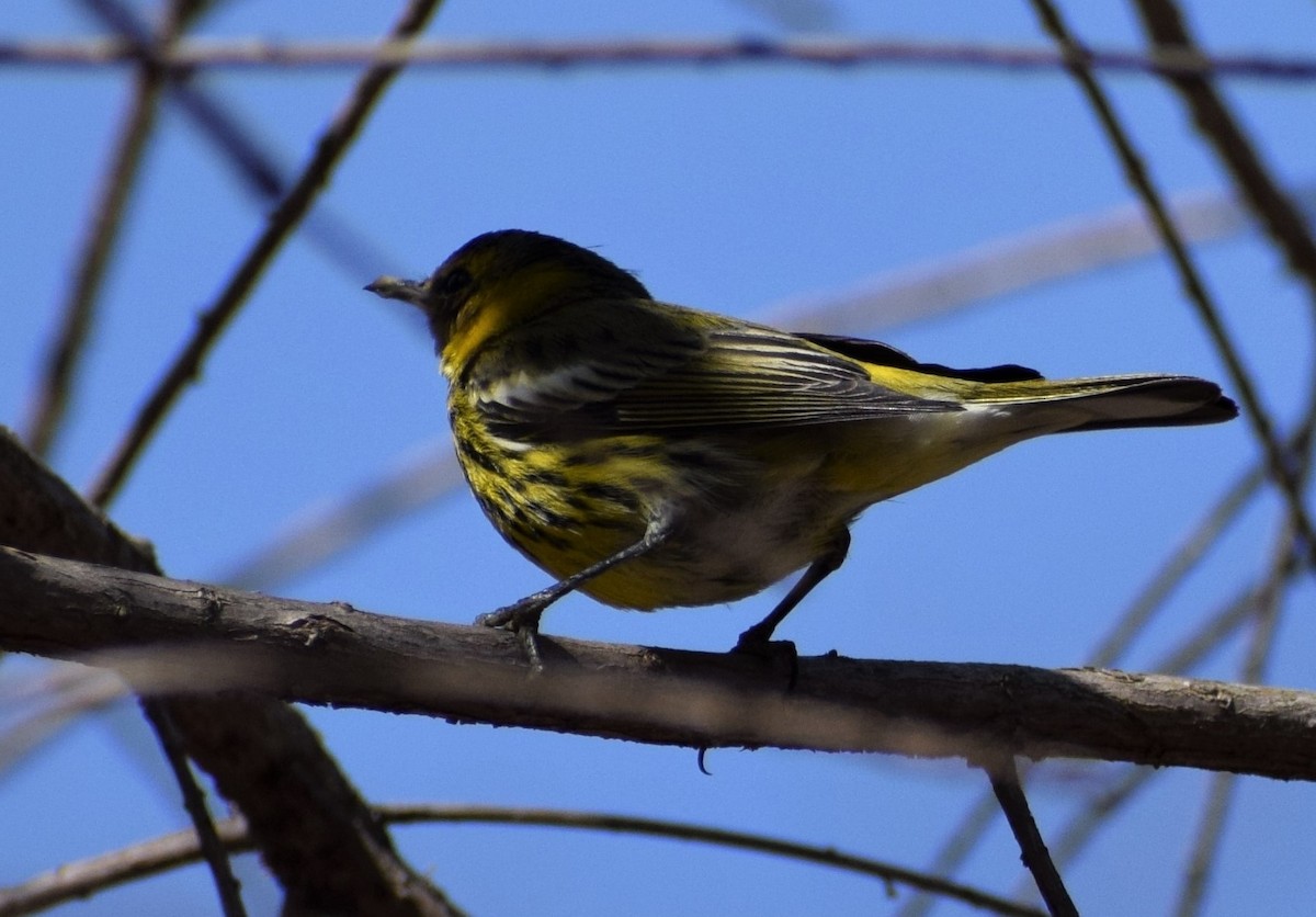Cape May Warbler - ML314287691