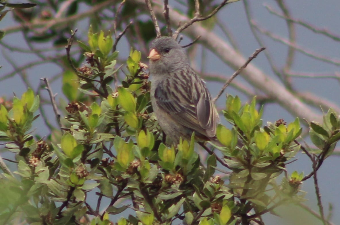Plain-colored Seedeater - ML314292371
