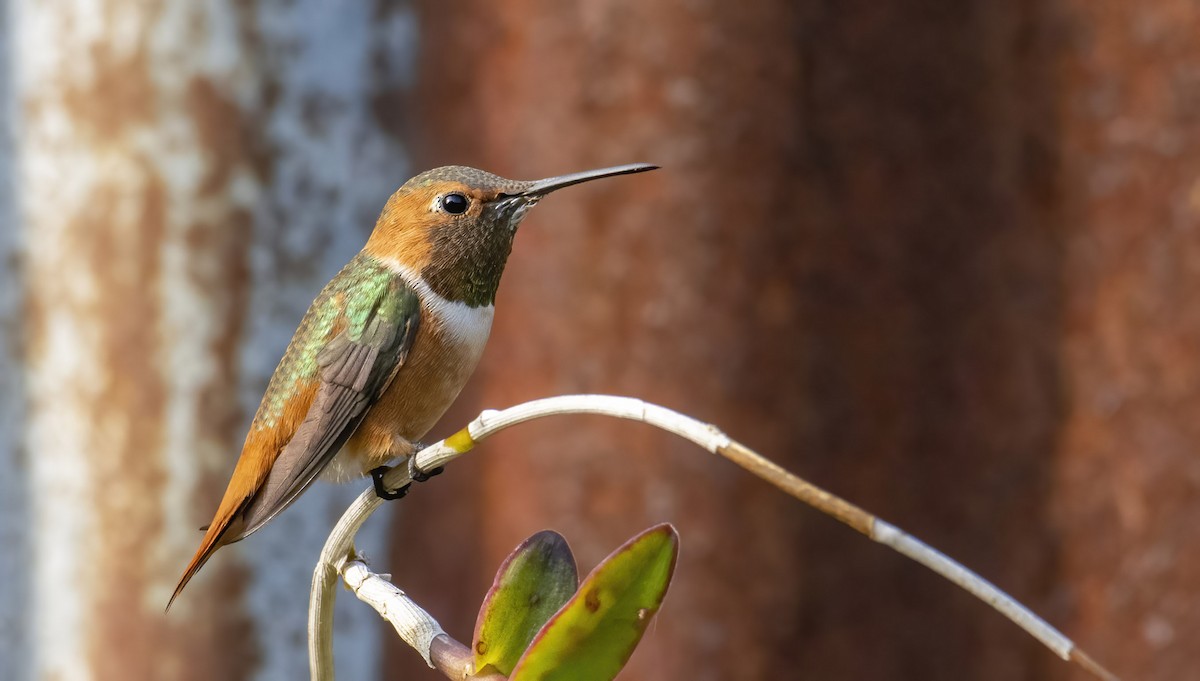 Allen's Hummingbird - Marky Mutchler