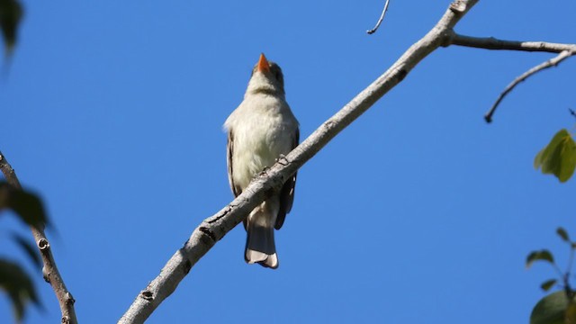 Greater Pewee - ML314303501
