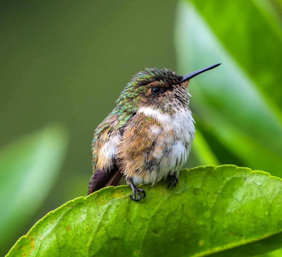 Scintillant Hummingbird - Carlos Roberto Chavarria