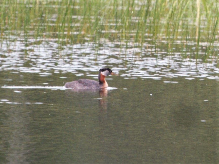 Red-necked Grebe - ML314306491