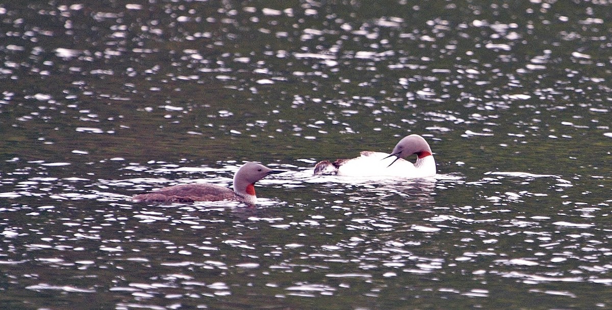 Red-throated Loon - ML314306971