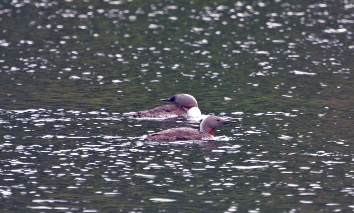 Red-throated Loon - ML314306991