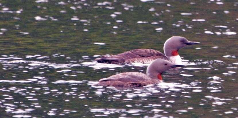 Red-throated Loon - ML314307301