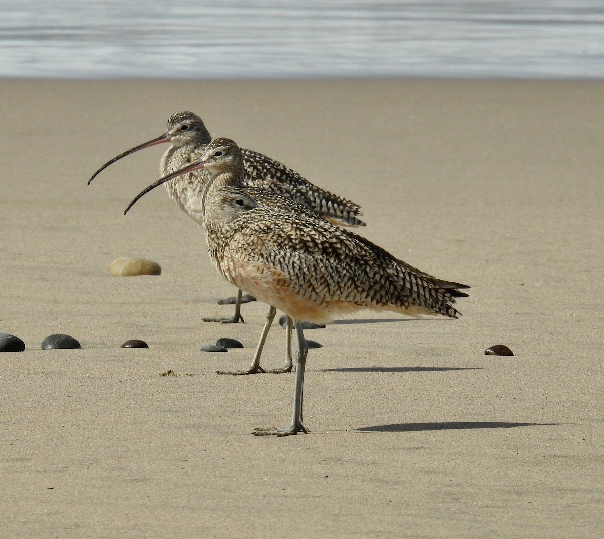 Long-billed Curlew - ML314313721