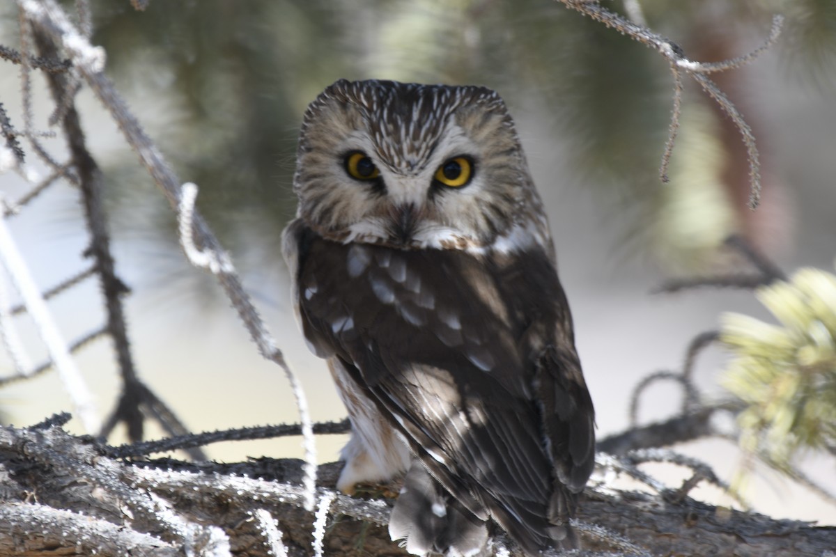 Northern Saw-whet Owl - ML314315161