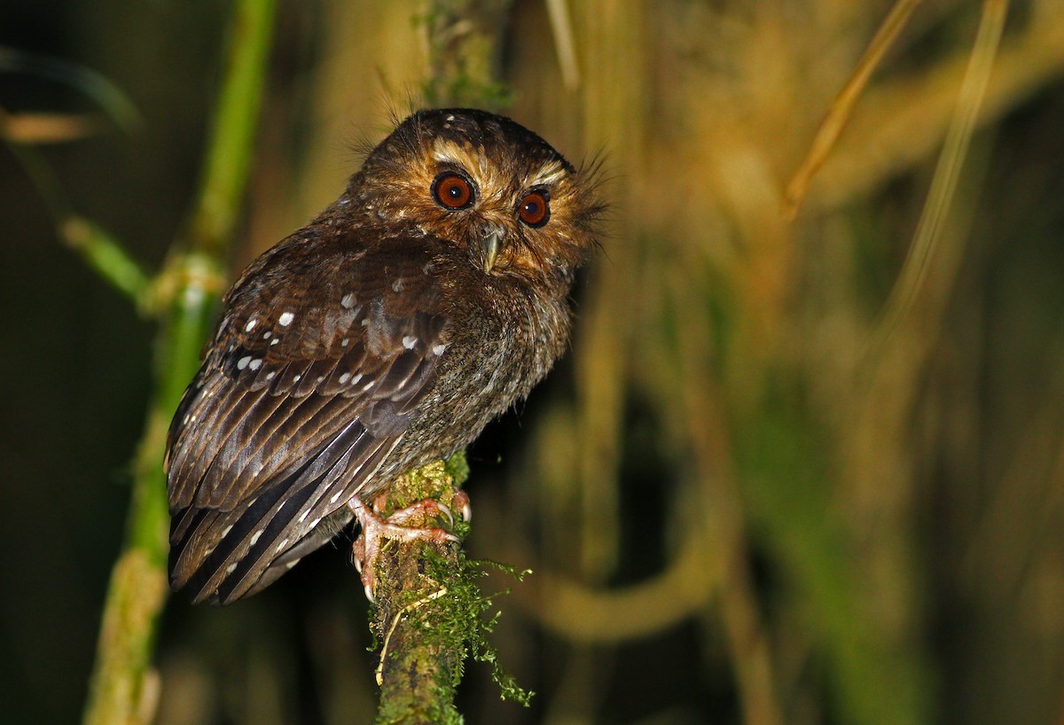 Long-whiskered Owlet - Andrew Spencer