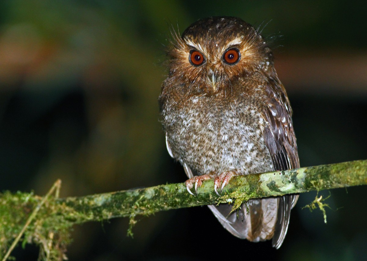 Long-whiskered Owlet - Andrew Spencer