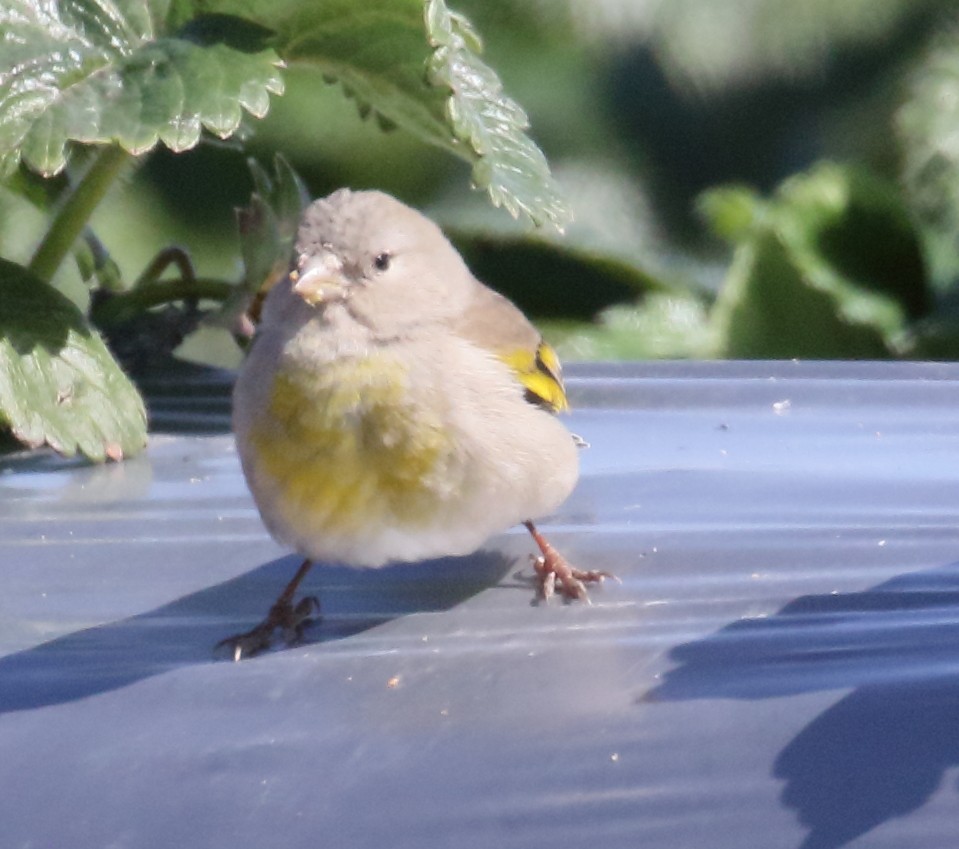 Lawrence's Goldfinch - ML314322831