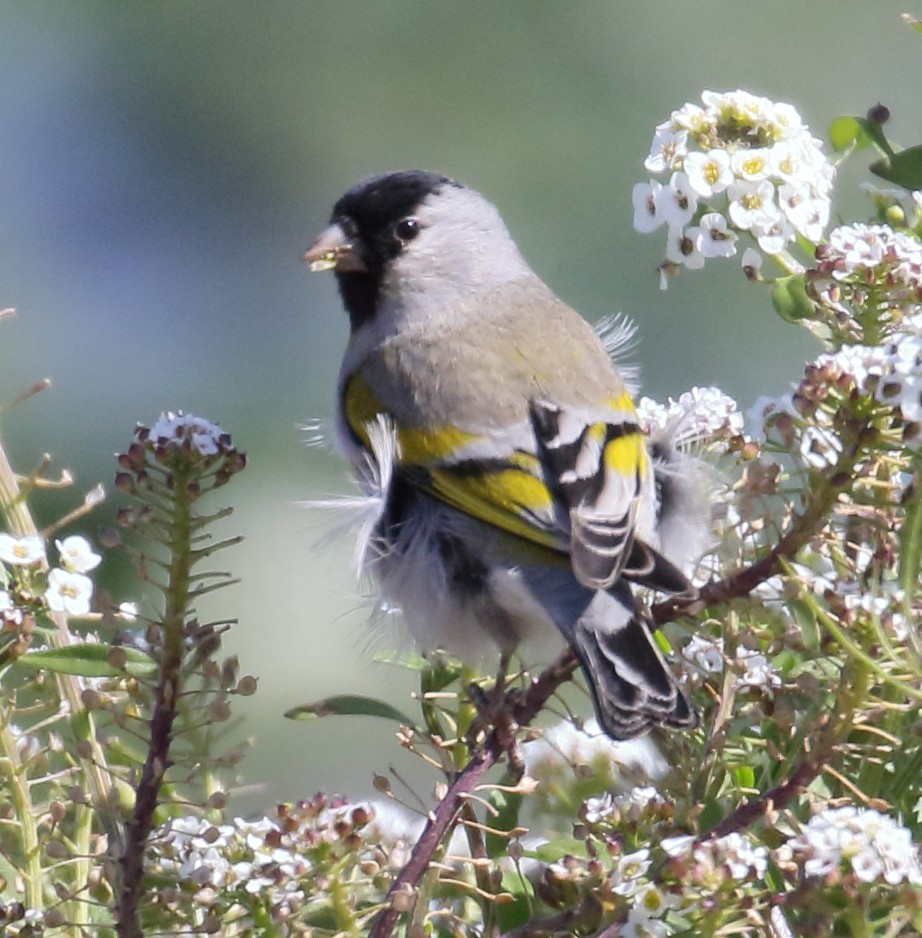 Lawrence's Goldfinch - ML314322921