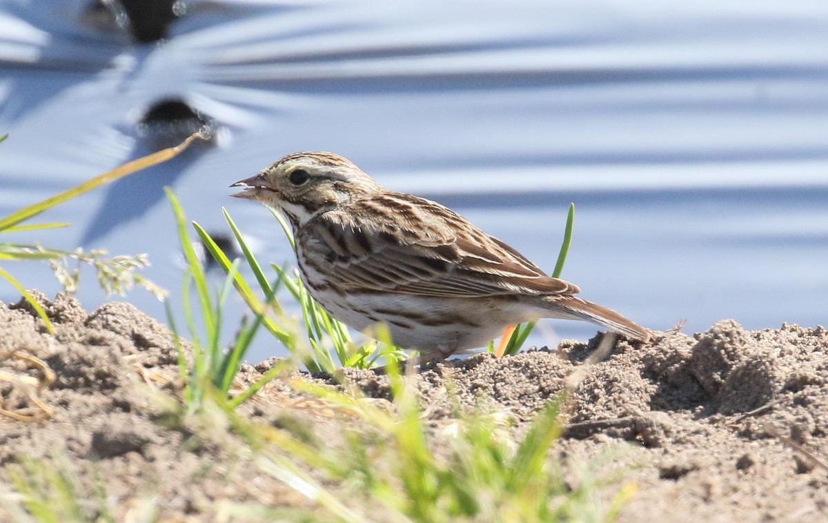 Savannah Sparrow (Savannah) - ML314324421