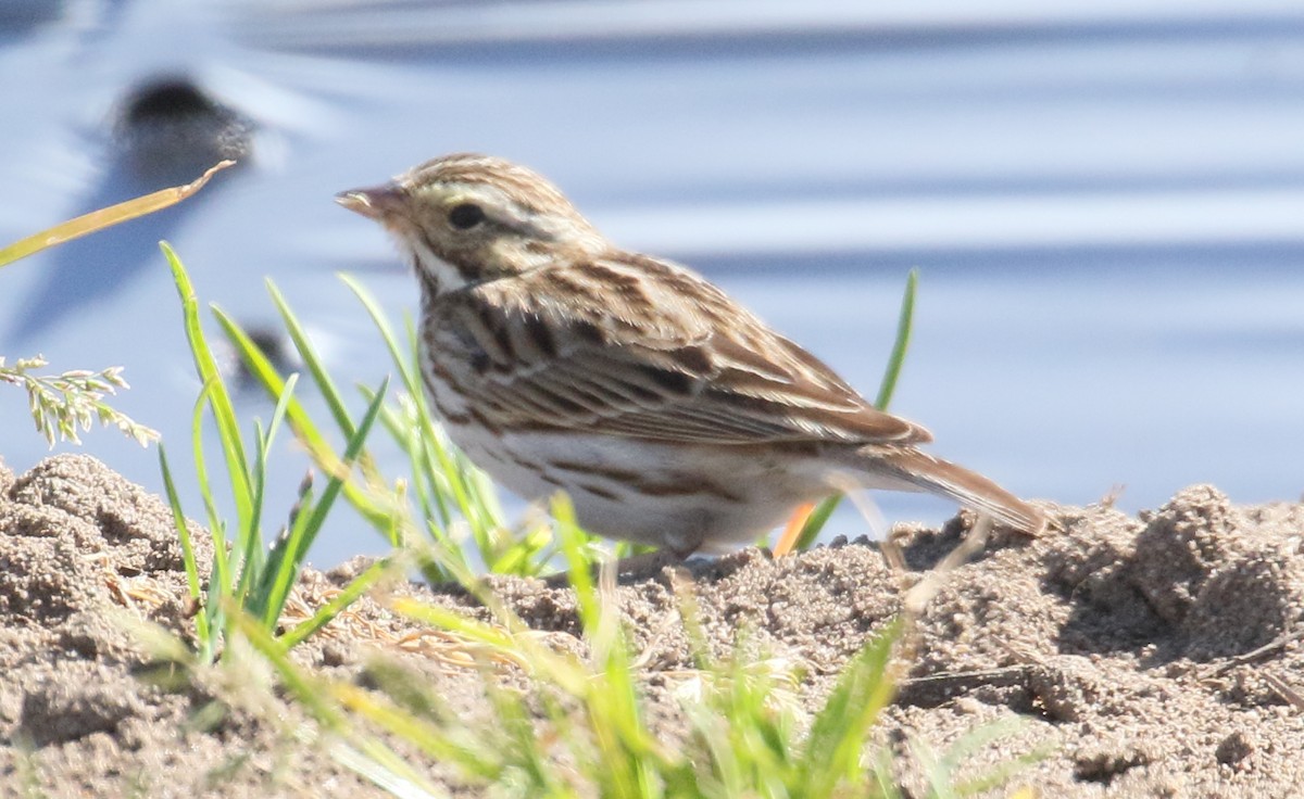 Savannah Sparrow (Savannah) - ML314324441