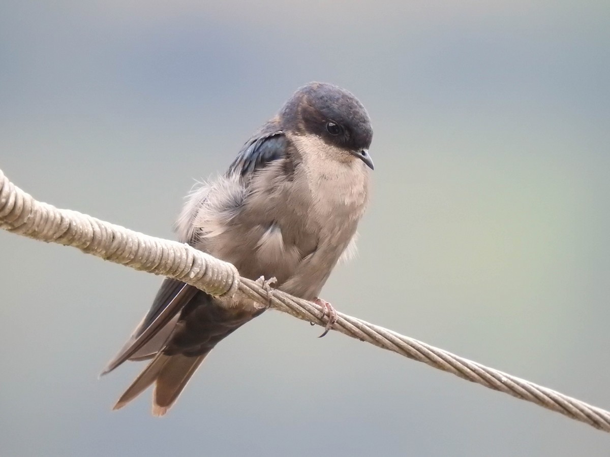 Brown-bellied Swallow - Jhon Velasquez