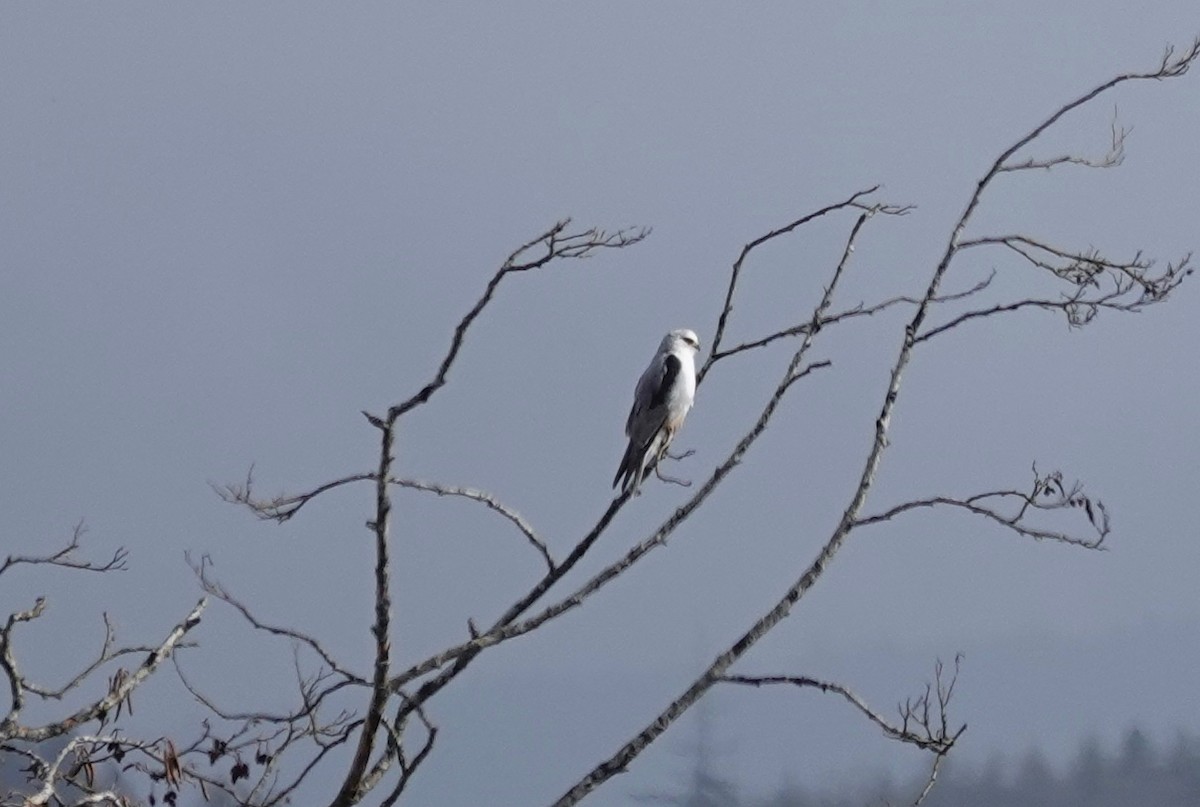 White-tailed Kite - ML314324931