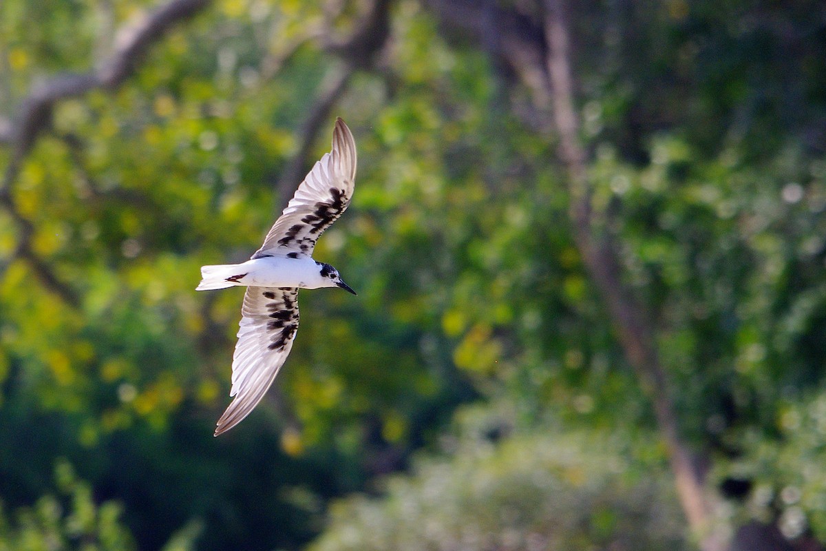 White-winged Tern - Chris Chafer