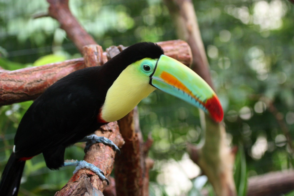 Keel-billed Toucan - Angela Conry