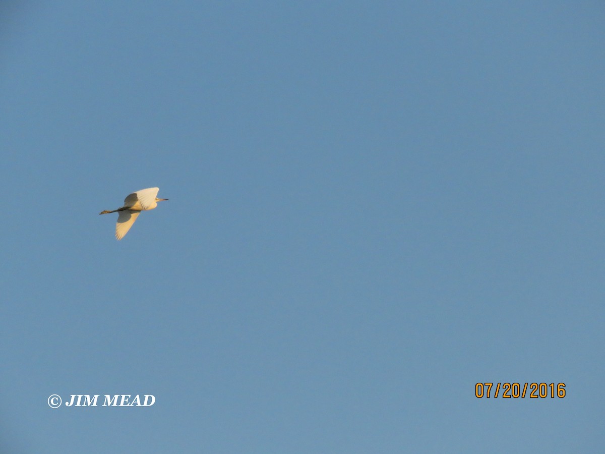 Little Blue Heron - Jim Mead