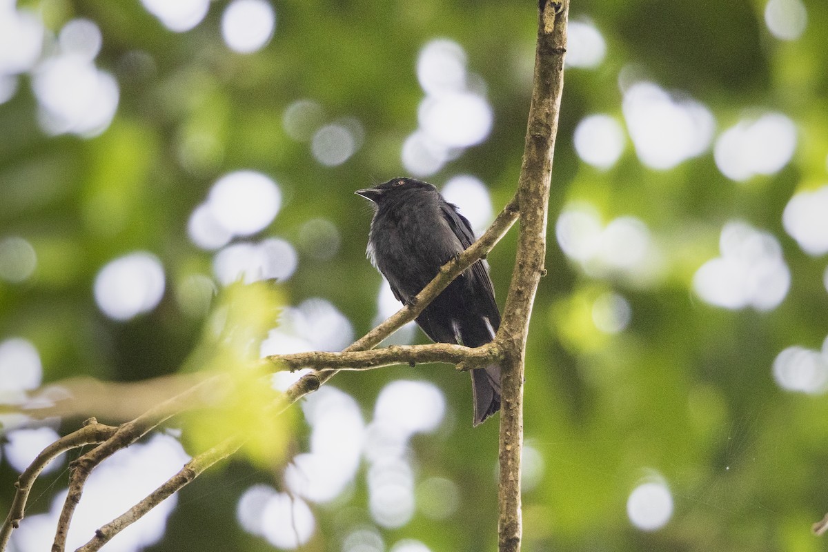Square-tailed Drongo - ML314355431